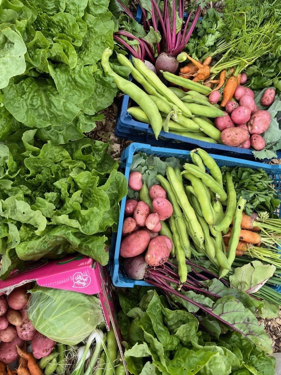 Four Acre Farm — No-dig organic vegetables